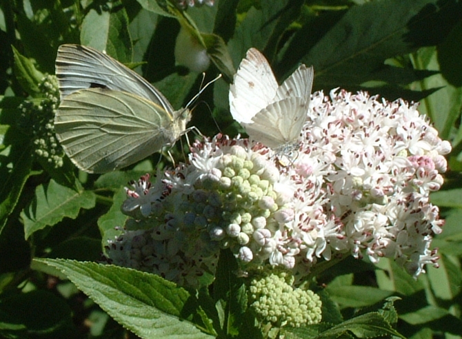 Pieris brassicae